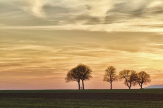 Trees at sunset with walker, Pfalz, Germany, Europe
