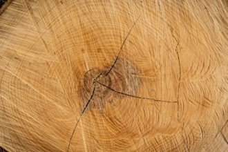 Annual rings on a tree trunk. Symbolic photo for age. Austria