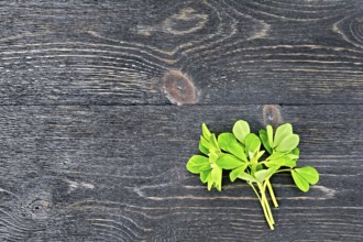 Bunch of fresh green fenugreek with white flowers on a black wooden board background