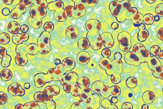 Shape of bacterial cell: cocci, bacilli, spirilla bacteria background