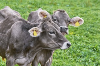 Dairy Cattle in the Traditional Pasture. Bolsternang, Germany Bolsternang, Germany, Europe