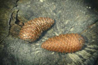 Two pine cones on the stump Varna, Bulgaria, Europe
