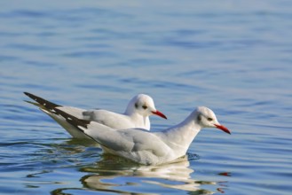 Couple of Seagulls on the Water Surface Varna, Bulgaria, Europe
