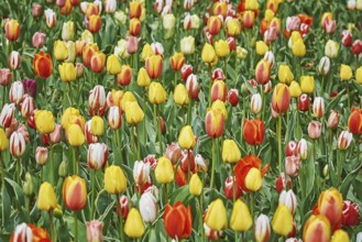Tulip Flowers of Different Colours in the Garden Varna, Bulgaria, Europe