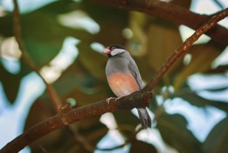 Java Sparrow (Lonchura Oryzivora) Perched on the Branch Vienna, Austria, Europe