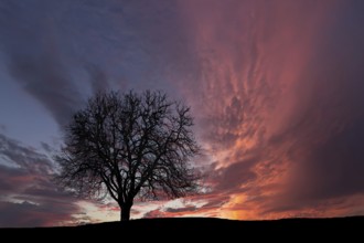Lonely tree. Sunset with cloudy sky