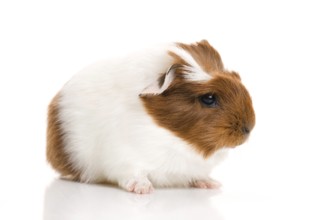 Baby guinea pig