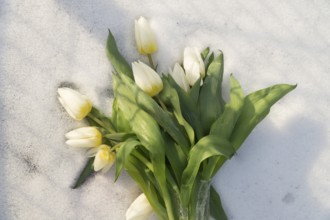 Weißer Tulpenstrauß liegt auf weißem Schnee