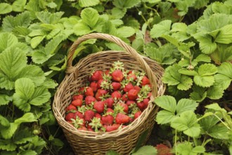 Strawberries in a basket in the garden outdoors