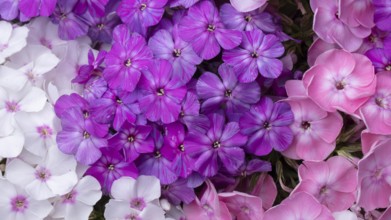 Beautiful flowers. Close-up of purple and white phlox