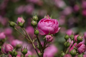 Blooming beautiful colorful roses in the garden background