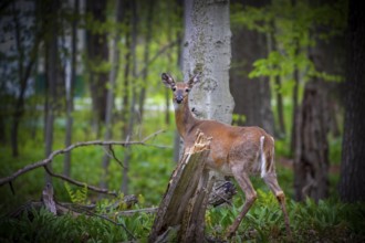 Natural scene from Wisconsin