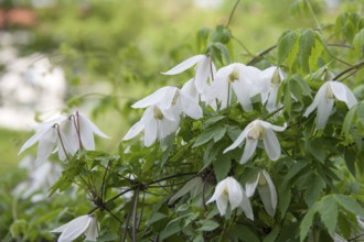 Clematis 'White Columbine', Saxony, Germany, Europe