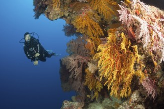Diver and coral reef, Osprey Reef, Coral Sea, Australia, Oceania