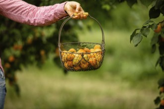 Unrecognised woman's hand holding wickered metal basket full of fresh organic apricots. Fruit