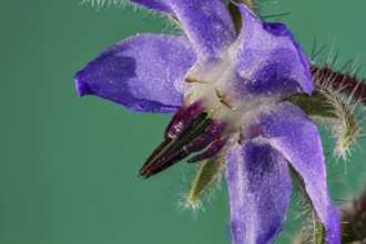 Borage (Borago officinalis)