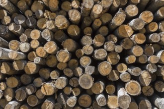 Pile of wood logs ready for winter. Stack of firewood as background
