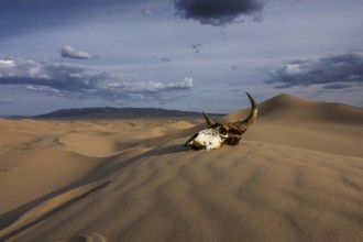 Bull skull in the sand desert at sunset. Death concept