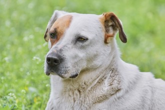 Close-up Portrait of Dog on the Lawn Varna, Bulgaria, Europe