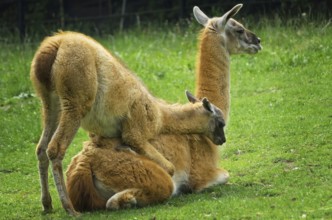 Baby llama playing with her mother on the lawn