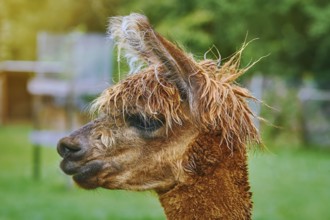 Portrait of Alpaca (Vicugna Pacos) against Green Background Bolsternang, Germany, Europe