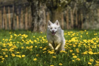 Icelandic dog in a meadow with dandelions