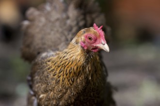 Portrait of a dwarf Wyandotte