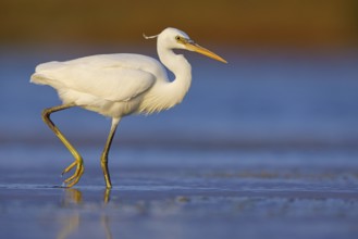 Western Reef Heron, Western Reef-Heron, Western Reef-Egret, (Egretta gularis), Garceta Dimorfa,