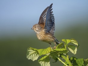 Linnet, Common Linnet, Eurasian Linnet, (Carduelis cannabin), (Acanthis cannabina), Linotte