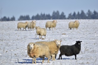 Flock of sheep in the snow