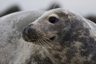 Side view of the head of a female grey seal on the beach of Heligoland