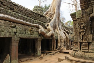 The temple of Ta Prohm in Cambodia, overgrown with roots