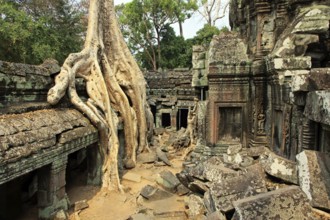 The temple of Ta Prohm in Cambodia, overgrown with roots