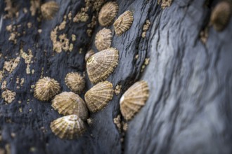 Shells stuck to a stone on the beach