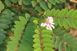 Macro from a black locust. Blossoms of the common robinia