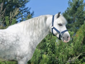 Portrait of grey welsh pony