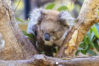 An inquisitive koala looking for food in a tree in a zoo in Australia