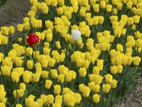 A wide field full of yellow blooming daffodils, egmond aan zee, north sea, netherlands