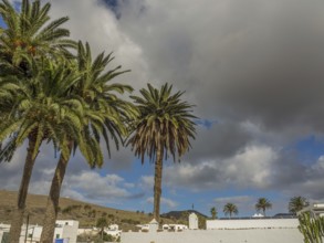 Palm trees under a cloudy sky in a village, lanzarote, Canary Islands, Spain, Europe