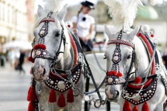Horses with a carriage on the main square of Krakow in Poland