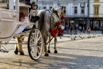 Horses with a carriage on the main square of Krakow in Poland