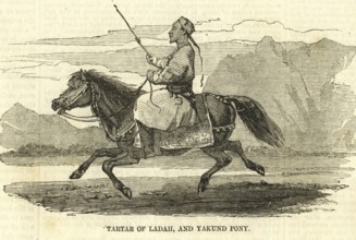 Tartar of Ladah and Yakund Pony