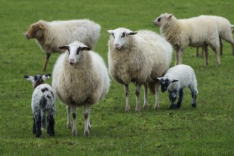 Group of sheep and lambs on a green meadow, sheep with small lambs on a green meadow, borke,