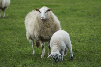 A sheep and a lamb stand on a green meadow, the lamb eats grass, sheep with small lambs on a green