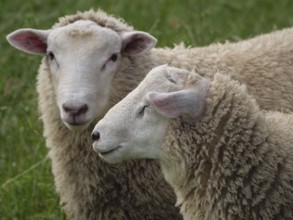 Close-up of two sheep on a green meadow, one looking peacefully, Velen, North Rhine-Westphalia,