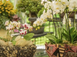 Various potted plants with white and pink orchids in an interior, Bad Lippspringe, Germany, Europe