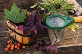 Autumn still life with autumn leaves, old books and wooden bucket