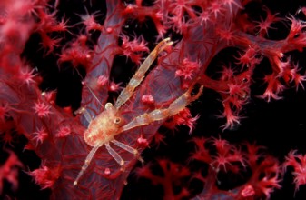 Jumping crab on soft coral, Galathea sp., Egypt, Red Sea, Brother Islands, Africa