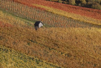 Vineyards in Autumn, View from the Wartberg, Heilbronn, Baden-Württemberg, Germany, Europe