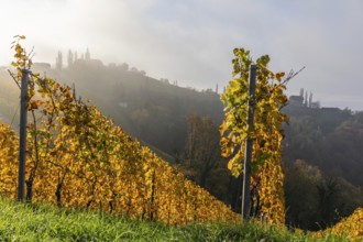 Autumn atmosphere, forest with foliage colouring, morning light over a vineyard, early morning mist